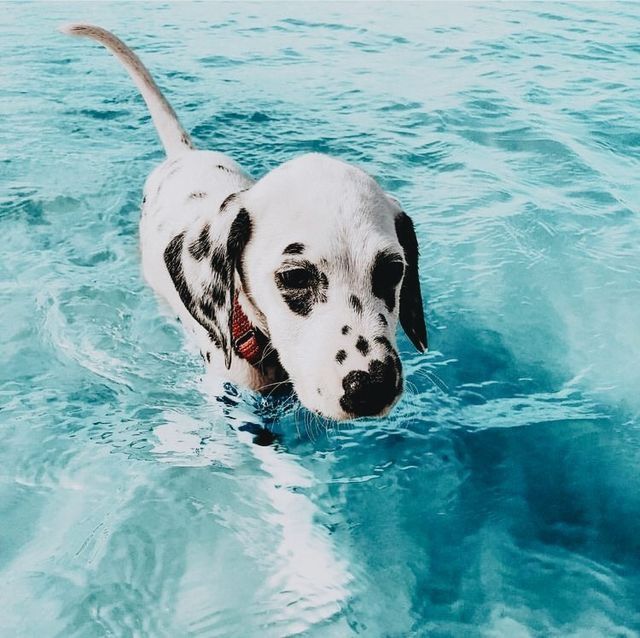 Keeping Your Pet Cool This Summer