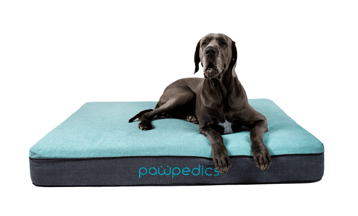 Extra Large Orthopedic Dog Bed in Australia Pawpedics