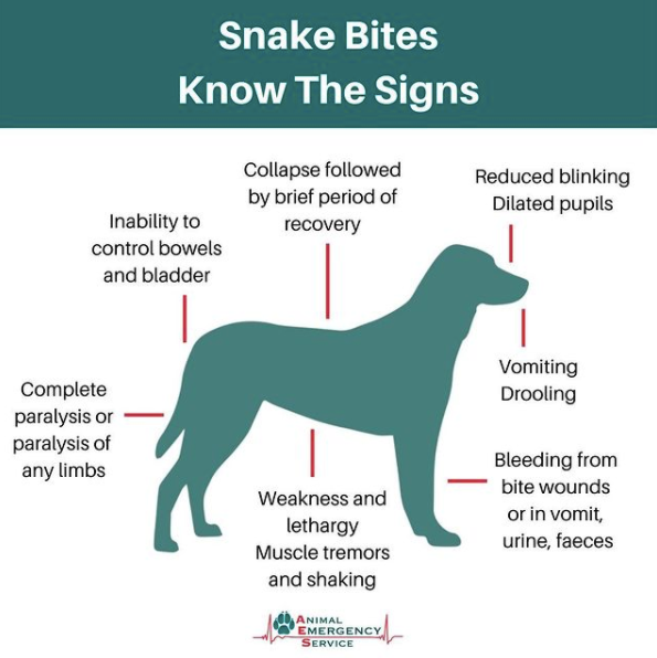 Symptoms of snake bite in dogs outlet