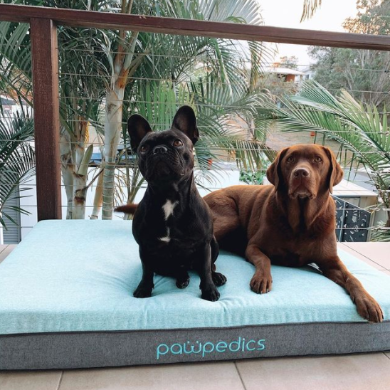 Best Dog Bed For Labrador Retrievers